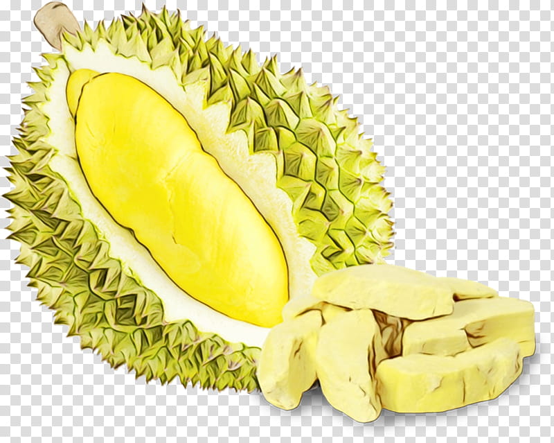 durian fruit plant food artocarpus, Watercolor, Paint, Wet Ink, Cempedak, Ingredient, Superfood transparent background PNG clipart