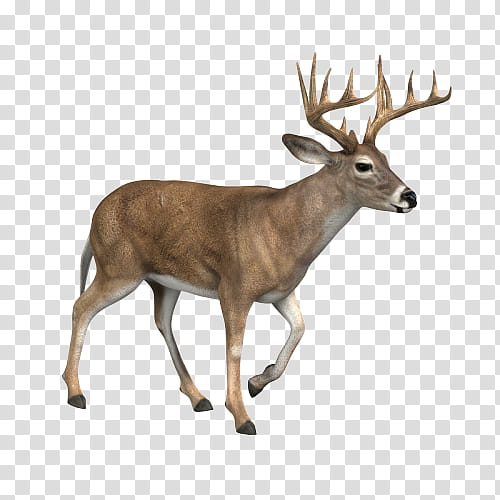 Reindeer, Wildlife, Antler, Elk, Roe Deer, Horn, Whitetailed Deer, Fawn transparent background PNG clipart