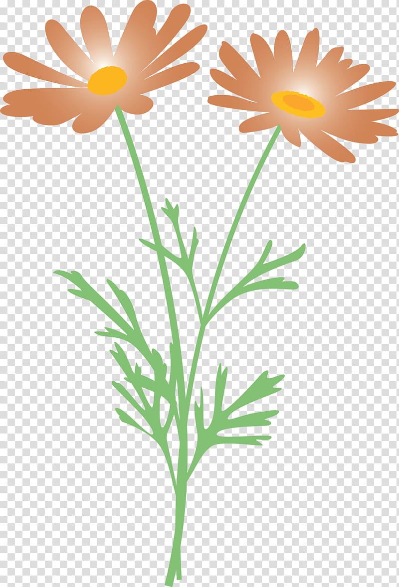 marguerite flower spring flower, Mayweed, Chamomile, English Marigold, Plant, Oxeye Daisy, Camomile, Pedicel transparent background PNG clipart