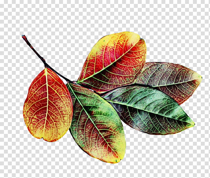 leaf plant flower tree plant pathology, Watercolor, Paint, Wet Ink, Anthurium transparent background PNG clipart