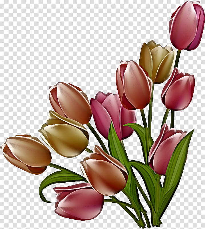 Artificial flower, Tulip, Cut Flowers, Plant, Petal, Lady Tulip, Bouquet, Lily Family transparent background PNG clipart
