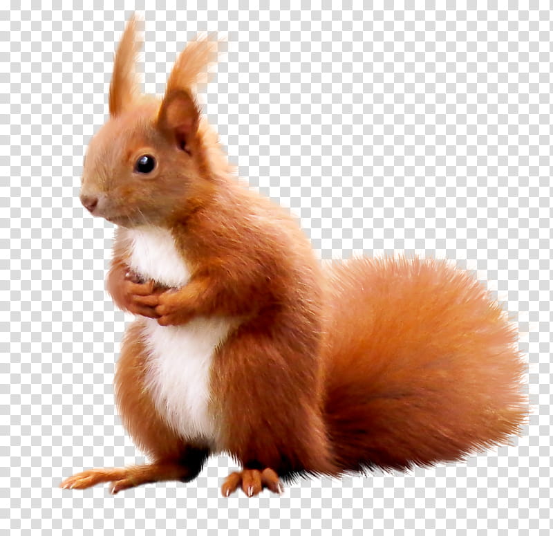 eurasian red squirrel squirrel tail whiskers transparent background PNG clipart