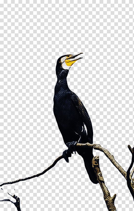 hornbill coraciiformes beak transparent background PNG clipart