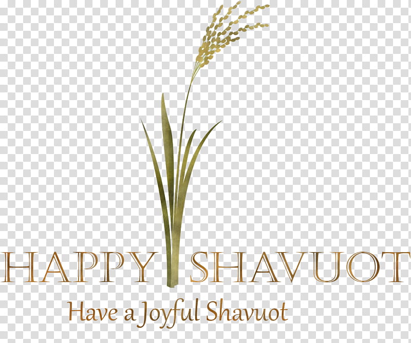 Happy Shavuot Shavuot Shovuos, Grass, Plant, Text, Elymus Repens, Grass Family, Logo, Flower transparent background PNG clipart