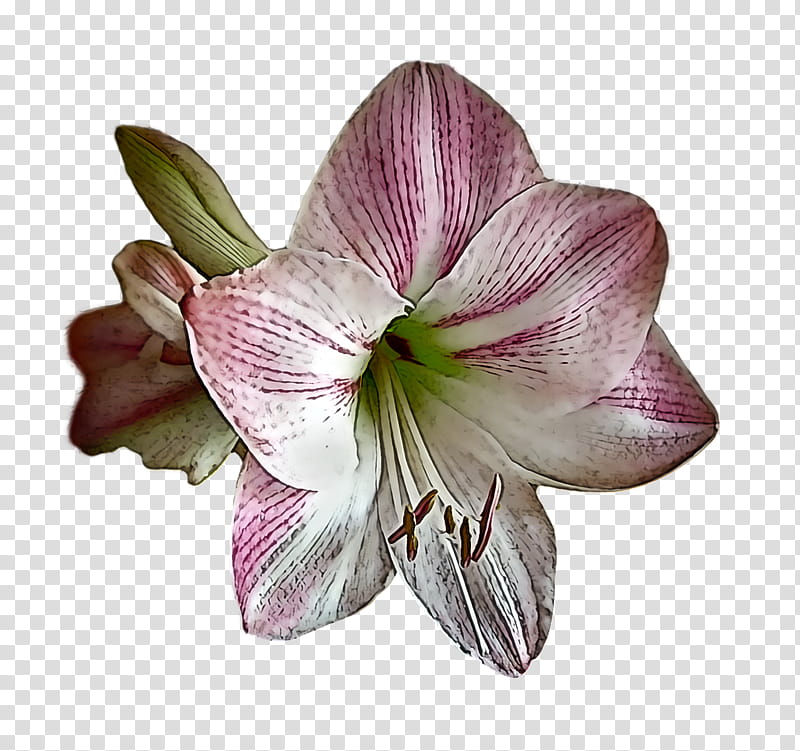 Floral design, Jersey Lily, Flower, Amaryllis, Cut Flowers, Lily stargazer, Logo, Plants transparent background PNG clipart