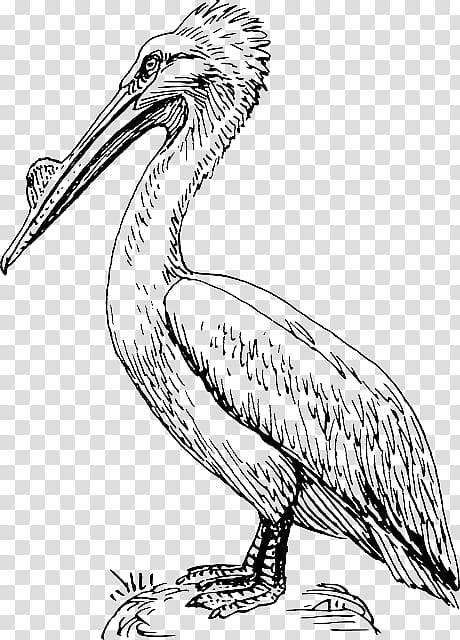 Bird Line Drawing, American White Pelican, Brown Pelican, Line Art, Beak, Black And White
, Seabird, Pelecaniformes transparent background PNG clipart