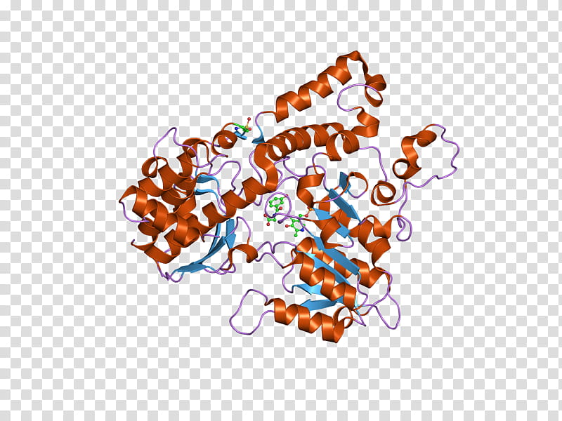 Kynureninase Text, Human, Biochemistry, Enzyme, Kynurenine, Kynurenine Pathway, Crystal Structure, Catalytic Triad transparent background PNG clipart