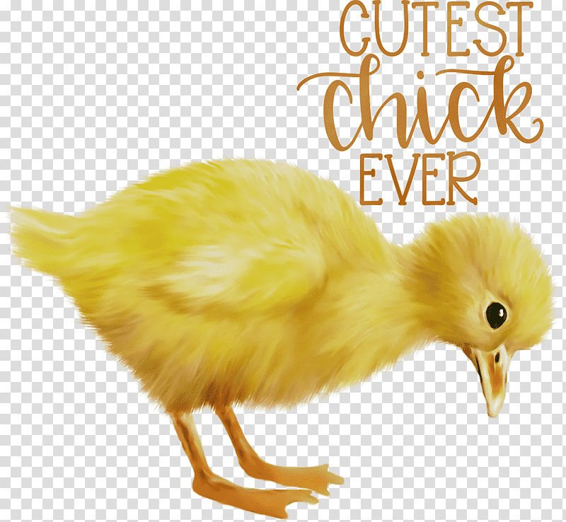 duck landfowl chicken birds beak, Happy Easter, Watercolor, Paint, Wet Ink, Water Bird, Yellow transparent background PNG clipart