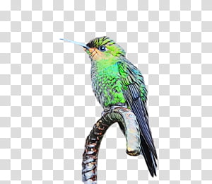 Hummingbird, Watercolor, Paint, Wet Ink, Beak, Coraciiformes, Jacamar, Cuculiformes transparent background PNG clipart thumbnail