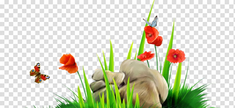 nature grass plant grass family flower, Meadow, Tulip, Landscape, Animation, Corn Poppy transparent background PNG clipart