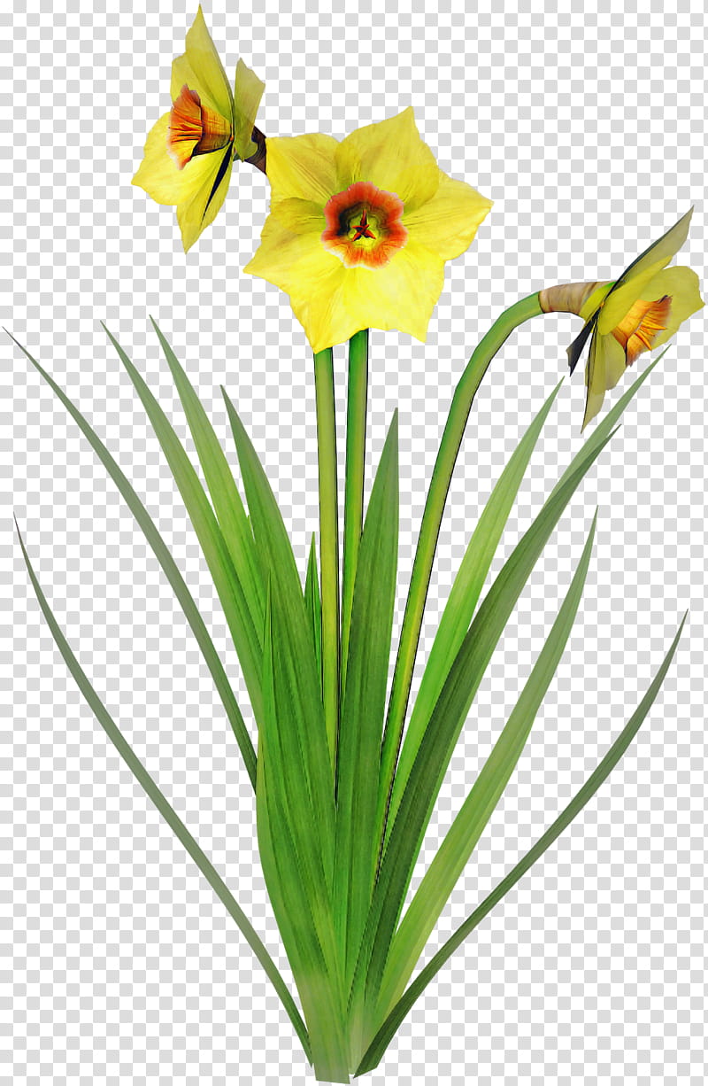Artificial flower, Plant, Petal, Pedicel, Grass, Hippeastrum, Amaryllis Family, Plant Stem transparent background PNG clipart