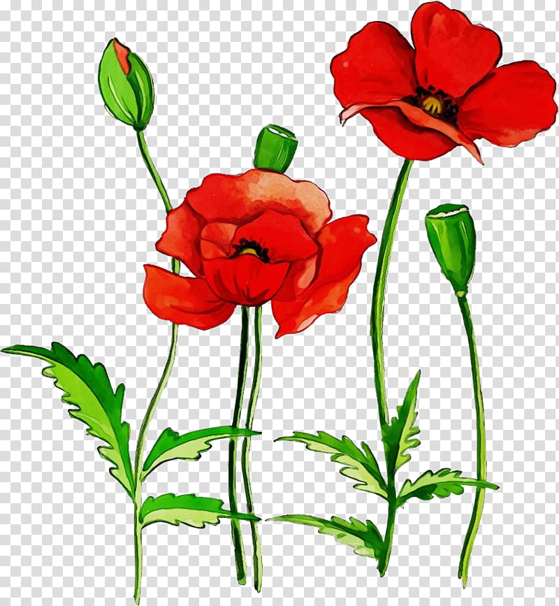 flower red plant petal coquelicot, Watercolor, Paint, Wet Ink, Corn Poppy, Plant Stem, Cut Flowers, Pedicel transparent background PNG clipart