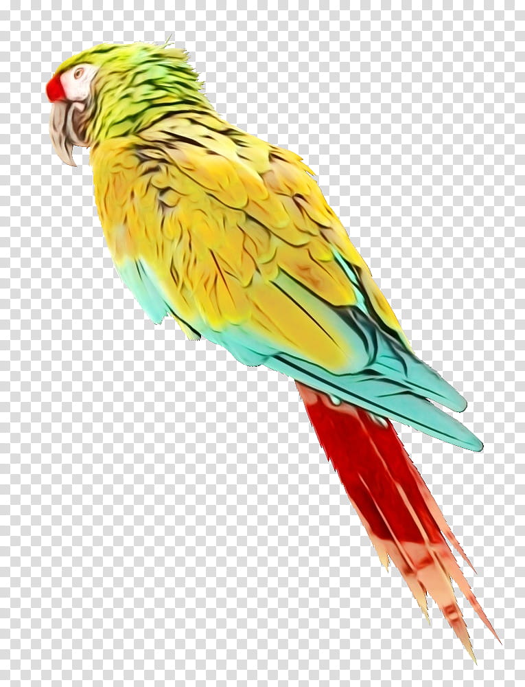 Lovebird, Watercolor, Paint, Wet Ink, Budgerigar, Loriini, Macaw, Birds transparent background PNG clipart