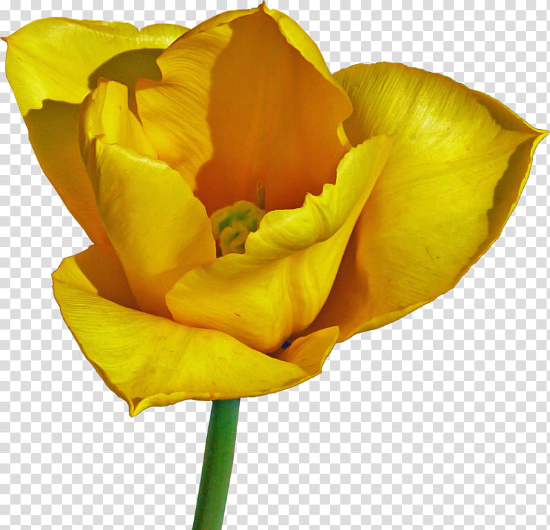 Rose, Petal, Flower, Yellow, Plant, Cut Flowers, Closeup, Plant Stem transparent background PNG clipart