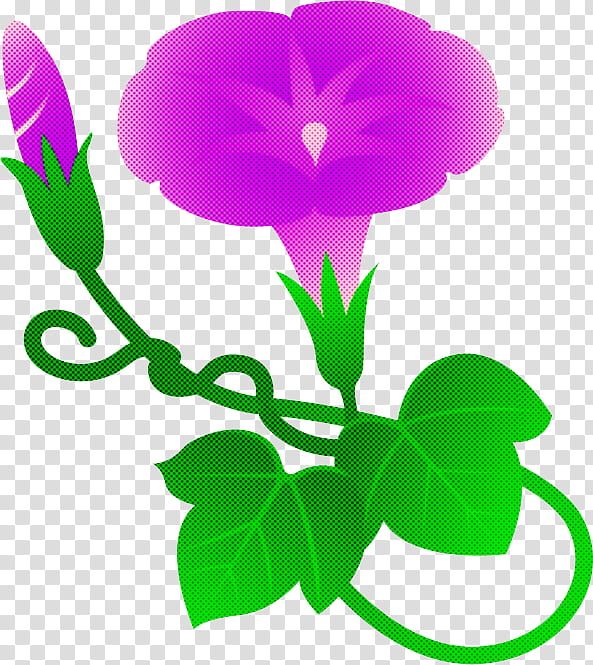 Morning Glory Summer Flower, Plant Stem, Petal, Leaf, Cut Flowers, Green, Violet, Violaceae transparent background PNG clipart