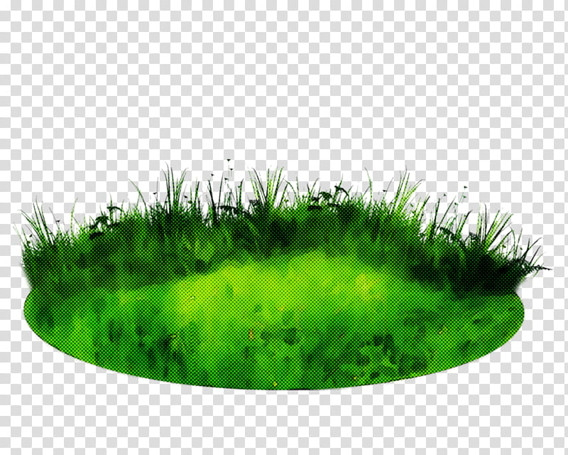 green grass grass family plant moss, Lawn, Herb, Nonvascular Land Plant transparent background PNG clipart
