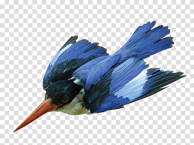 Bird Logo, Kingfisher, Blackcapped Kingfisher, Beak, Coraciiformes, Halcyon, Feather, Perching Bird transparent background PNG clipart
