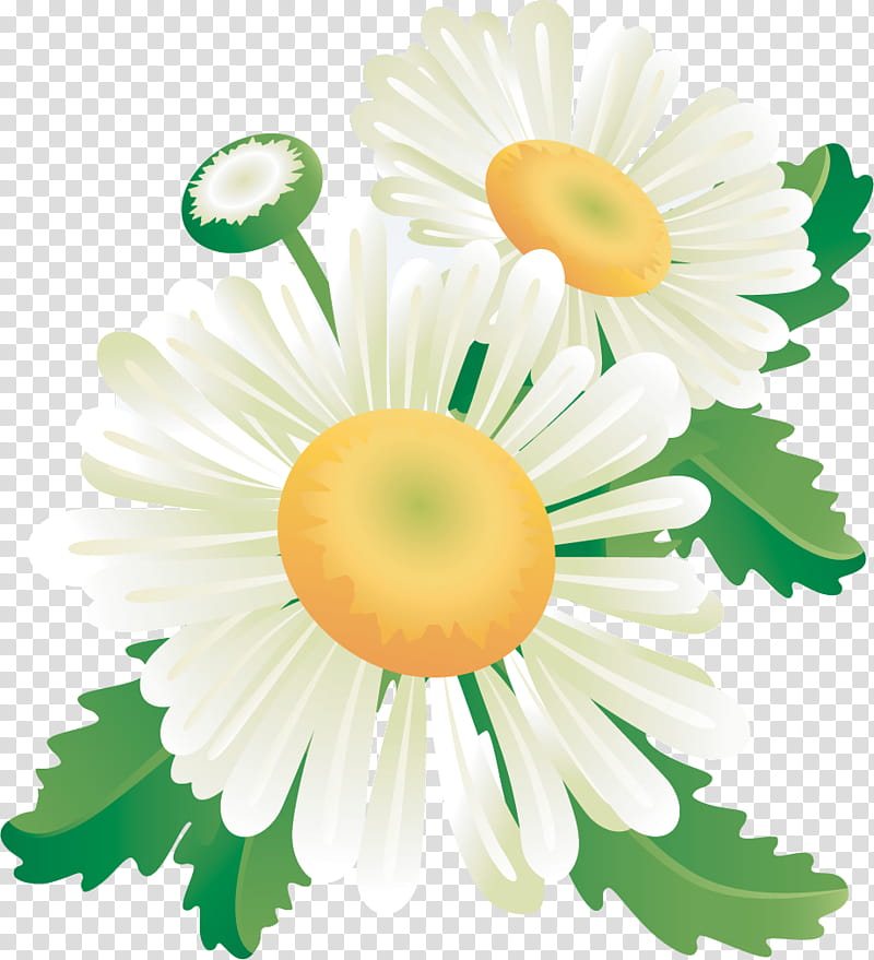 Marguerite gerbera daisy, Autumn Flower, Watercolor Painting, Blog, Chamomile, Drawing, Floral Design transparent background PNG clipart