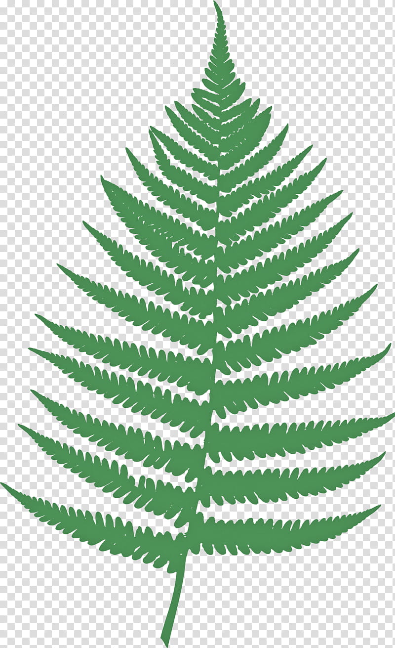 Fern, Vascular Plant, Leaf, Drawing, Western Sword Fern, Watercolor Painting, Fern Ally, Thorns Spines And Prickles transparent background PNG clipart