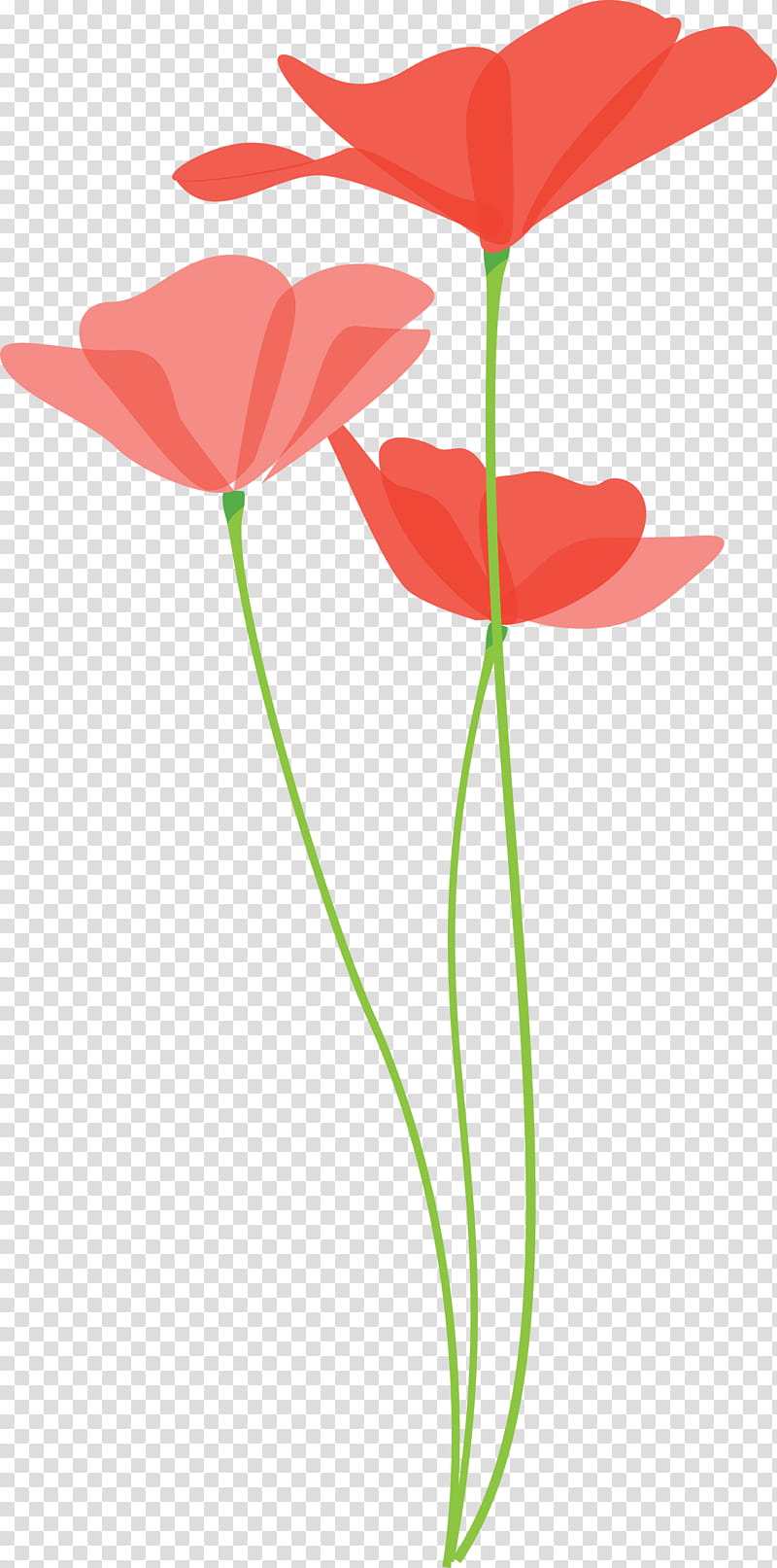 poppy flower, Plant Stem, Anthurium, Pedicel, Coquelicot, Petal, Poppy Family, Corn Poppy transparent background PNG clipart