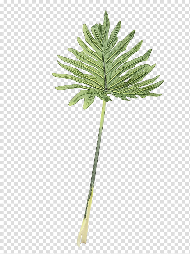 Palm Tree, Palm Trees, Plant Stem, Branch, Leaf, Plants, Flower, Monstera Deliciosa transparent background PNG clipart