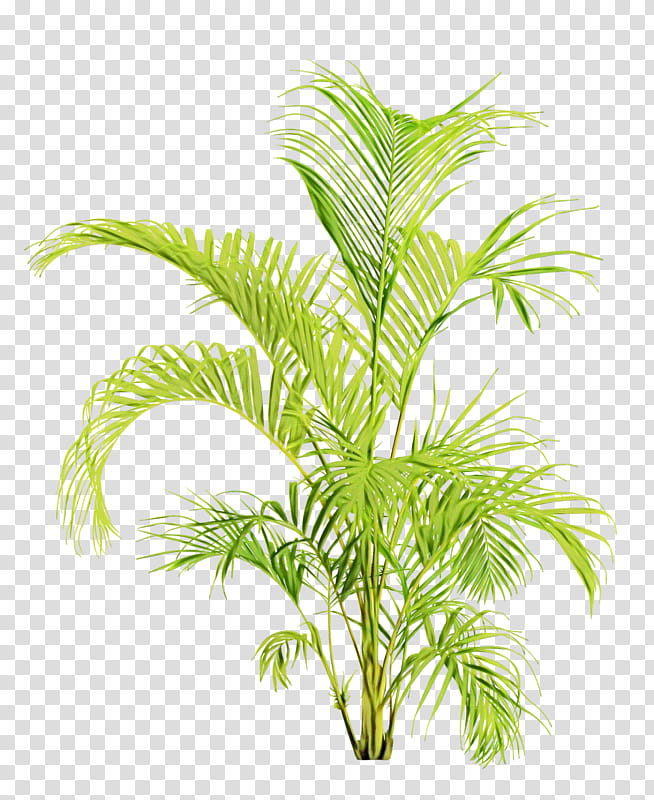 Palm tree, Watercolor, Paint, Wet Ink, Plant, Leaf, Terrestrial Plant, Arecales transparent background PNG clipart