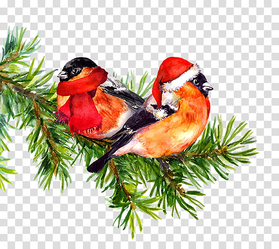 Christmas decoration, Bird, Songbird, Perching Bird, Tree, Common Crossbill, Plant, Branch transparent background PNG clipart
