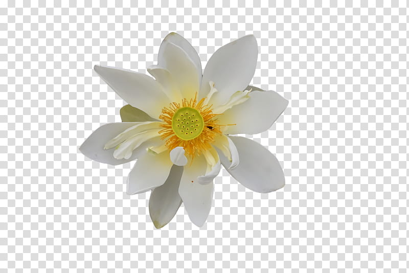 white flower color yellow, Royaltyfree, Petal, Orchids, Plants transparent background PNG clipart
