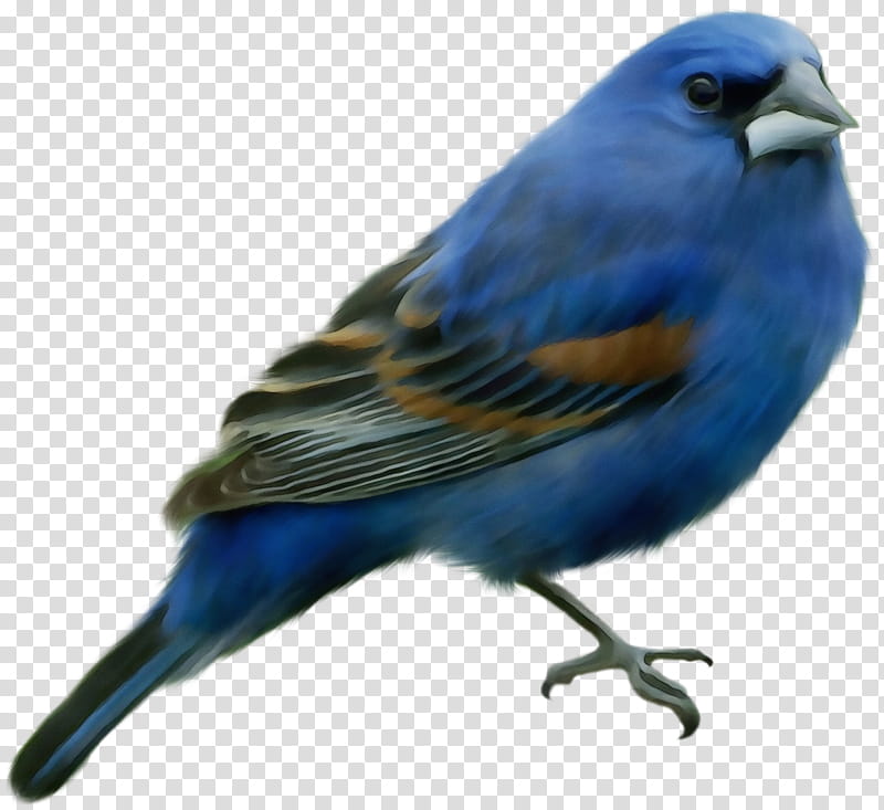 bird beak indigo bunting bluebird mountain bluebird, Watercolor, Paint, Wet Ink, Songbird, Perching Bird, Finch transparent background PNG clipart