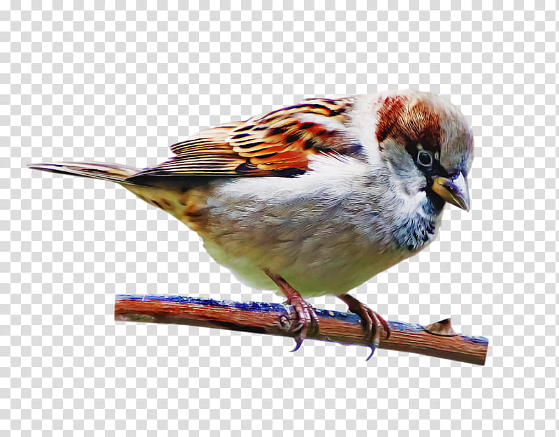 Feather, House Sparrow, Finches, American Sparrows, Birds, Beak, Old World Sparrow, Meter transparent background PNG clipart
