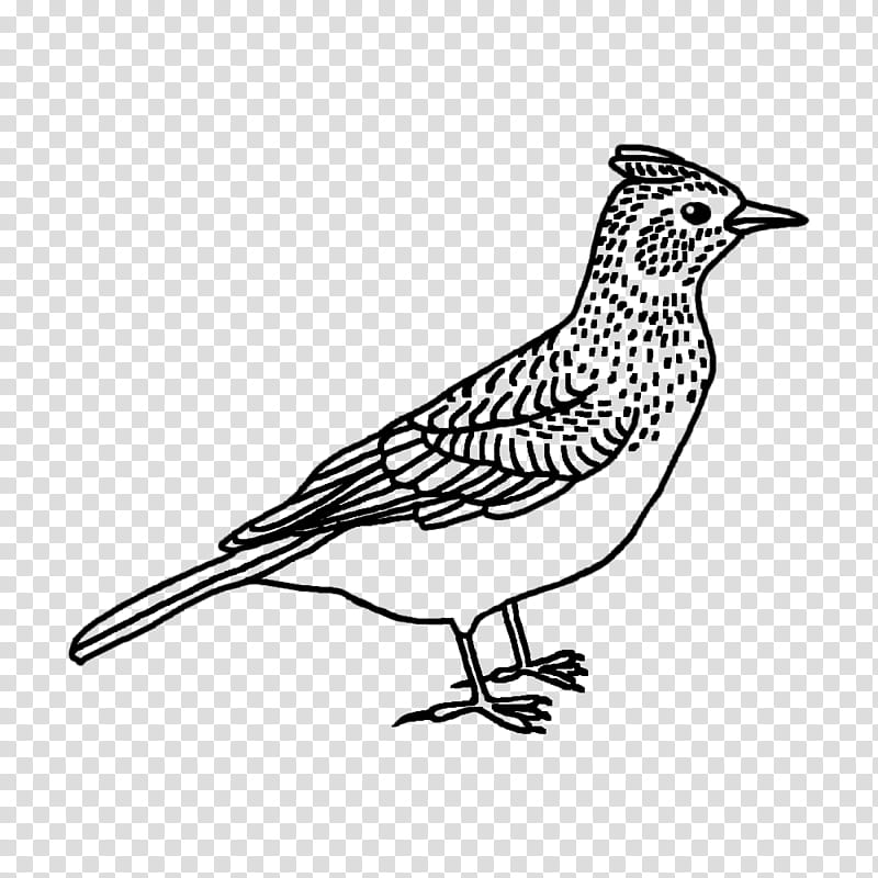 Feather, Finches, Cuckoos, Landfowl, Wrens, Beak, Line Art, Tail transparent background PNG clipart