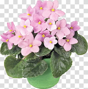 violet houseplant happiness surprise, Gift, Flowerpot, Sagittarius, Astrology, Libra, Daytime, Plants transparent background PNG clipart thumbnail