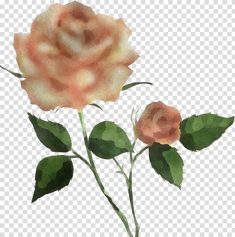 Garden roses, Flower, Pink, Floribunda, Petal, Rose Family, Plant, Hybrid Tea Rose transparent background PNG clipart