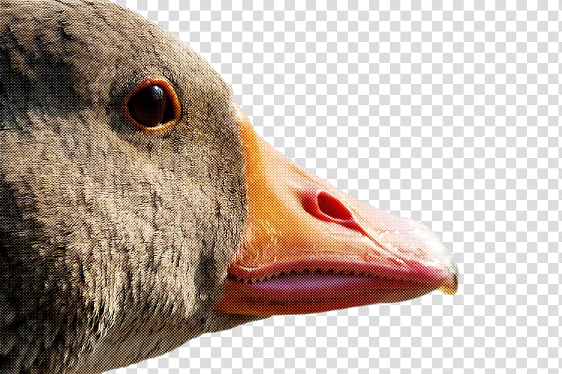 Goose wild animal, Beak, Bird, Water Bird, Duck, Ducks Geese And Swans, Nose, Closeup transparent background PNG clipart
