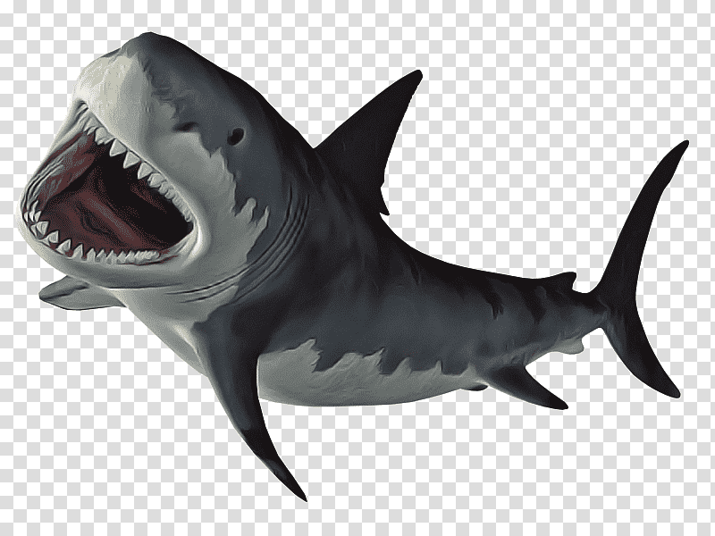 tiger shark mackerel sharks great white shark cartilaginous fishes tiger, White Sharks, Biology, Science transparent background PNG clipart