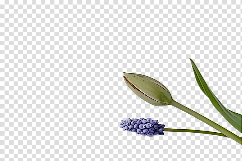 spring, Spring
, Plant, Flower, Grape Hyacinth transparent background PNG clipart