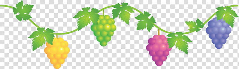 grape grapes fruit, Plant, Leaf, Seedless Fruit, Grapevine Family, Grape Leaves, Flower, Vitis transparent background PNG clipart