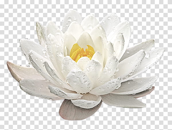 Artificial flower, Fragrant White Water Lily, Petal, Lotus Family, Sacred Lotus, Aquatic Plant, Candle, Proteales transparent background PNG clipart