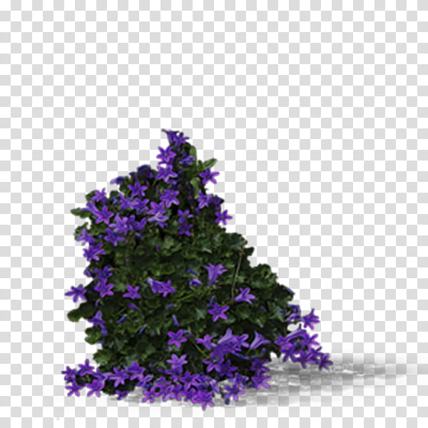 Lavender, Violet, Purple, Flower, Plant, Lilac, Bougainvillea, Tree transparent background PNG clipart