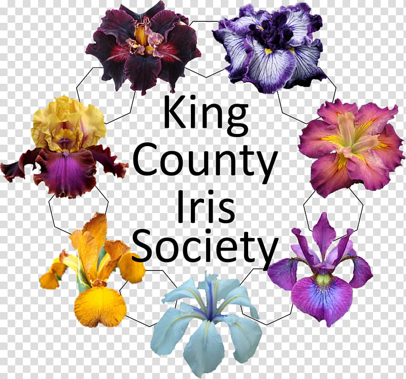 Flowers, Irises, Floral Design, Garden, Plants, Los Angeles, Washington, Purple transparent background PNG clipart