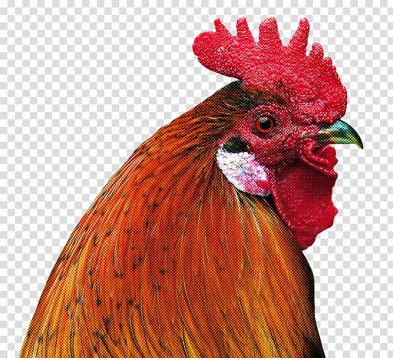 Feather, Chicken, Bird, Rooster, Comb, Beak, Red, Fowl transparent background PNG clipart