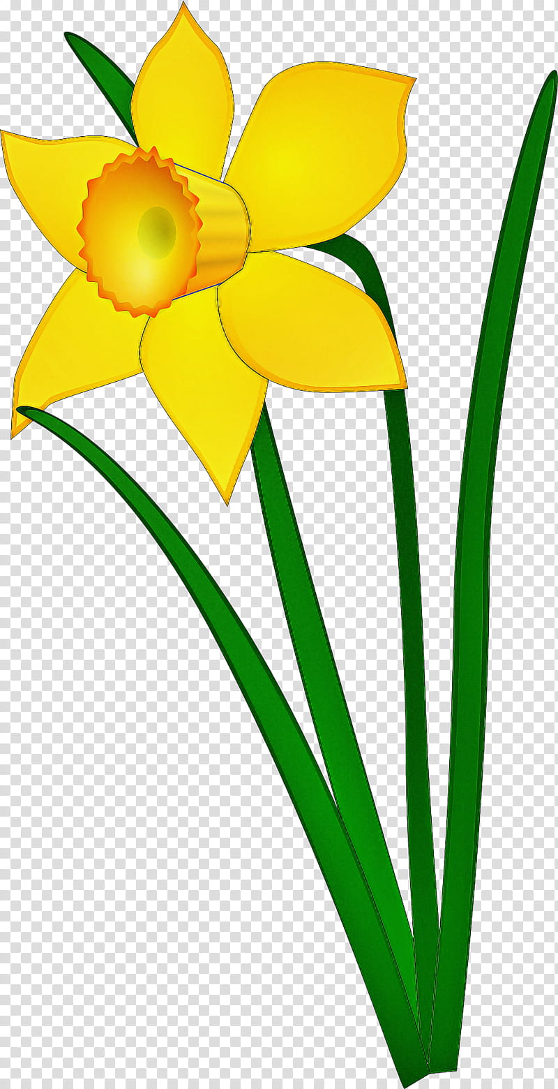 yellow flower petal plant narcissus, Pedicel, Cut Flowers, Plant Stem, Wildflower, Amaryllis Family transparent background PNG clipart