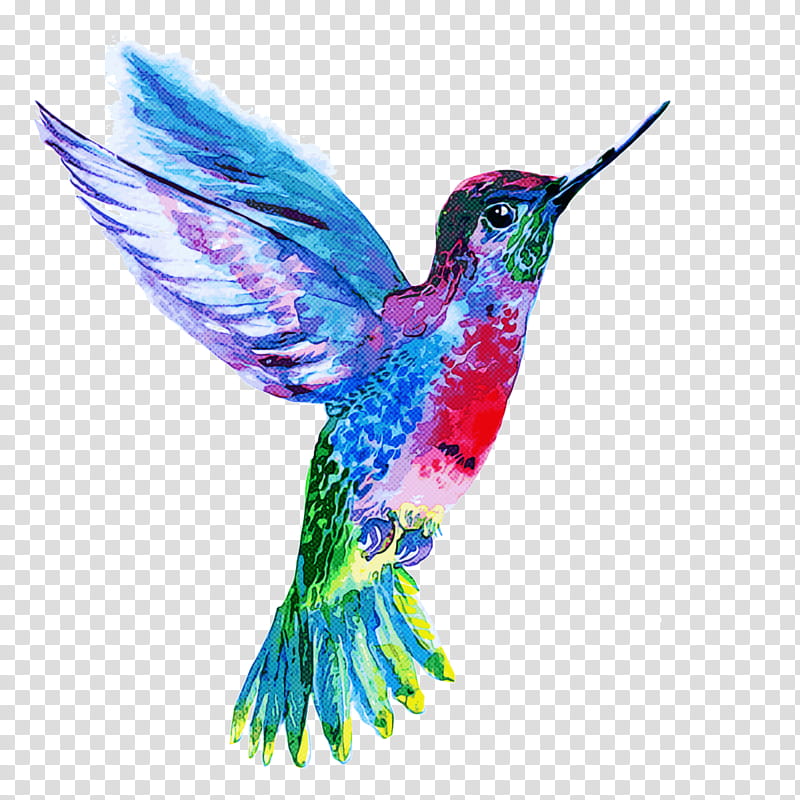 Hummingbird, Beak, Wing, Rufous Hummingbird transparent background PNG clipart