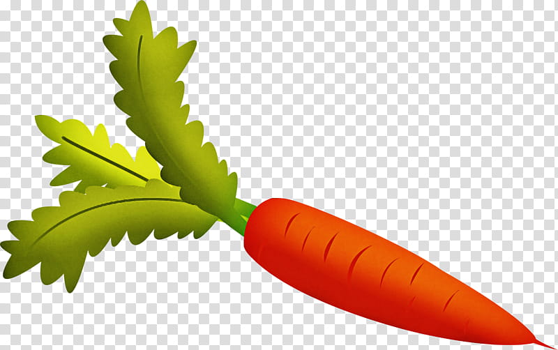 leaf carrot plant flower vegetable, Vegetarian Food, Wild Carrot transparent background PNG clipart