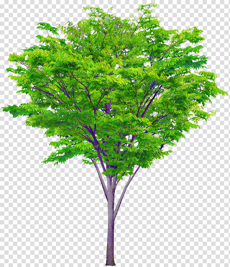 tree shrub judas-tree oak branch, Judastree, Broadleaved Tree, Cottonwood, Sycamore Maple, Woody Plant, Leaf, Plane Trees transparent background PNG clipart