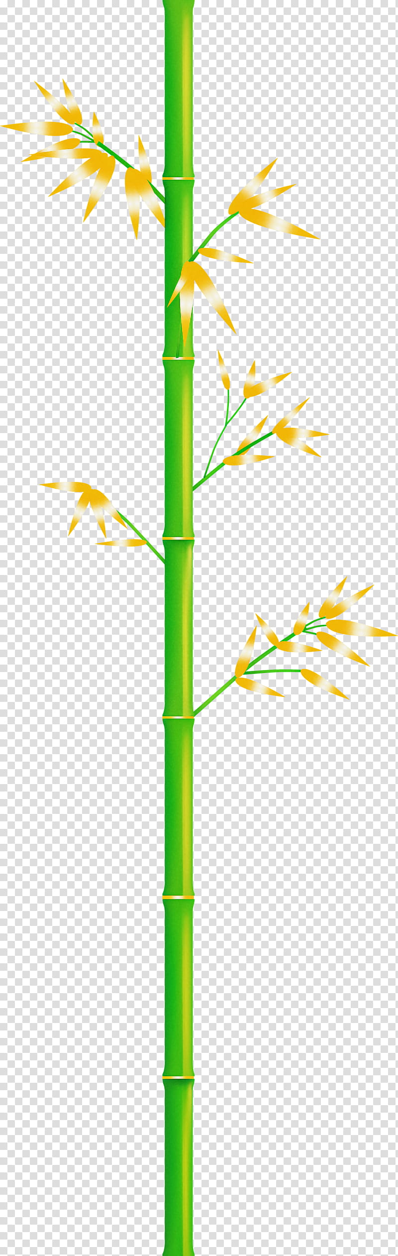 bamboo leaf, Green, Yellow, Plant Stem, Grass Family, Elymus Repens, Branch transparent background PNG clipart