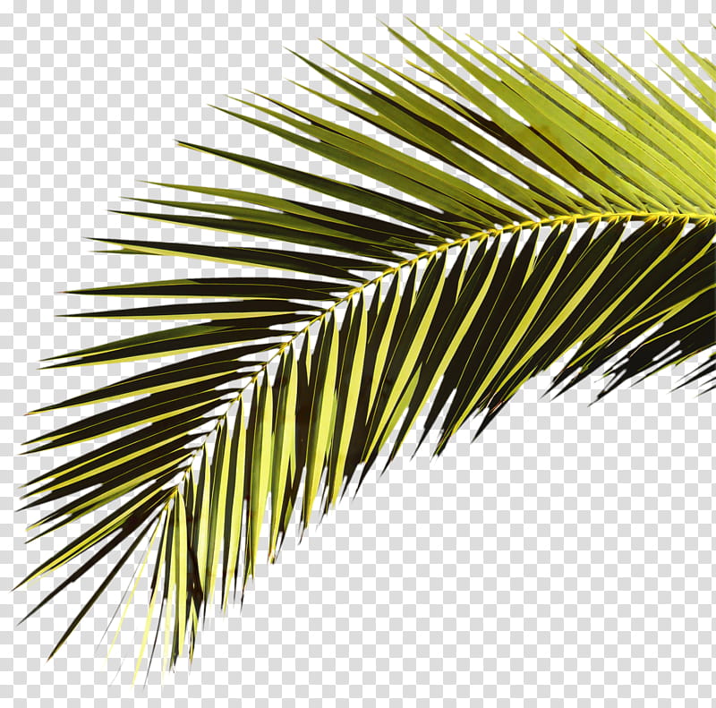 Coconut Tree, Palm Trees, Palm Branch, Leaf, Sabal Palm, Asian Palmyra ...