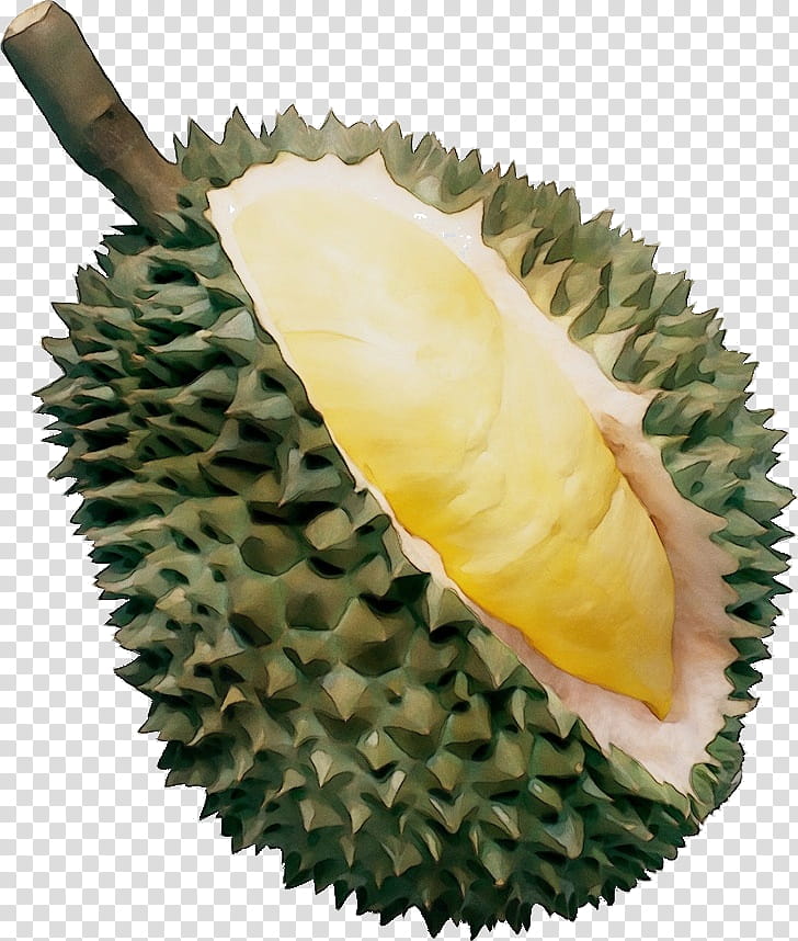 durian fruit plant food artocarpus, Watercolor, Paint, Wet Ink, Pulasan, Ingredient, Soursop, Cempedak transparent background PNG clipart