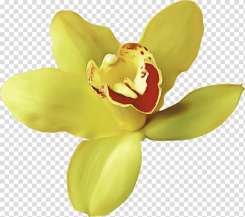 orchids moth orchids flower southern magnolia petal, Magnolia Wilsonii, Blossom, Magnolia Family, Yulan Magnolia, Magnolia Liliiflora, Vase transparent background PNG clipart