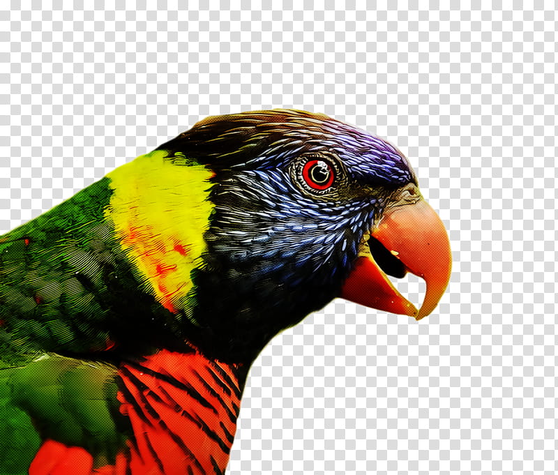 bird, Beak, Lorikeet, Parrot, Parakeet, Macaw, Closeup, Wing transparent background PNG clipart